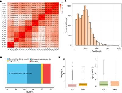 Construction of heat stress regulation networks based on Illumina and SMRT sequencing data in potato